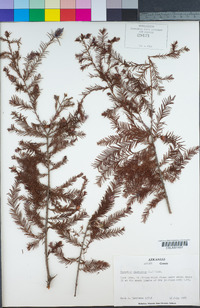 Taxodium distichum image