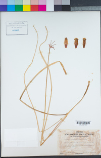 Dichelostemma ida-maia image