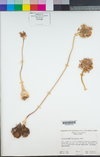 Dichelostemma multiflorum image