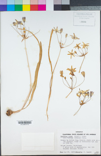 Triteleia ixioides subsp. anilina image