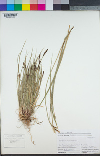 Carex albonigra image