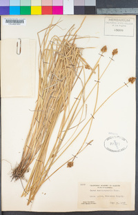 Carex harfordii image