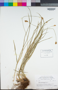 Carex microptera image