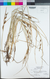 Carex lanuginosa image