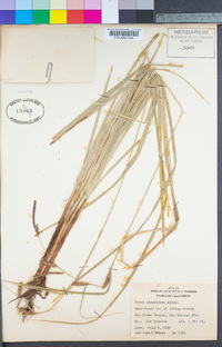 Carex lanuginosa image