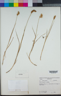 Carex scoparia image