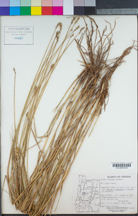 Carex scoparia image