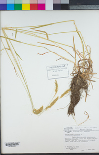 Anthoxanthum odoratum image