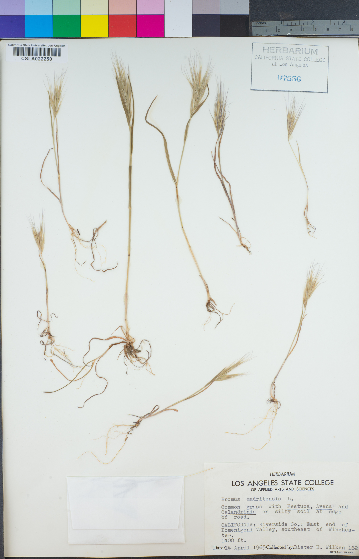 Bromus madritensis image