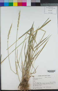 Elymus glaucus subsp. glaucus image