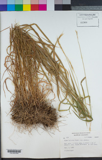 Elymus glaucus subsp. glaucus image