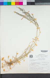 Eragrostis mexicana image