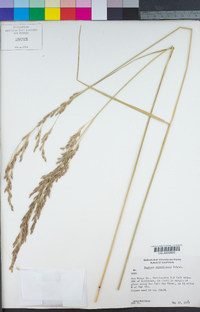 Festuca arundinacea image