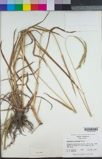 Paspalum dilatatum image