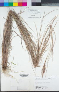 Image of Schizachyrium tenerum