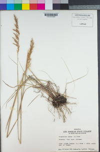 Sorghastrum nutans image