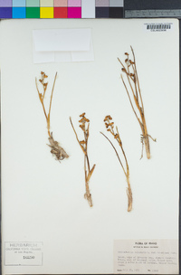 Scheuchzeria palustris image