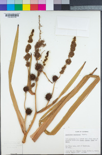 Sparganium eurycarpum image