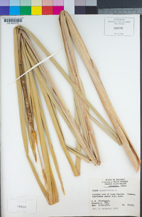 Typha angustifolia image