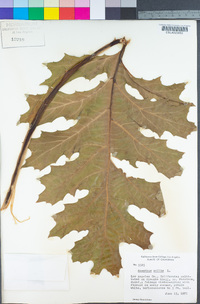 Acanthus mollis image