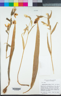 Calochortus albus image