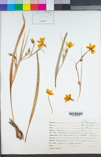 Calochortus monophyllus image