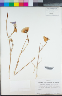 Calochortus splendens image