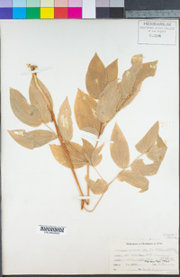 Prosartes trachycarpa image