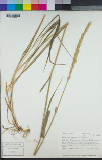 Elymus repens image