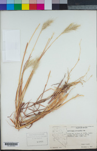 Bothriochloa barbinodis image