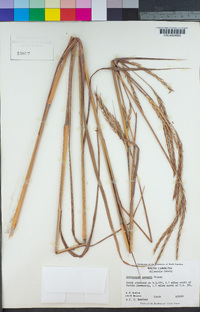 Andropogon gerardii image