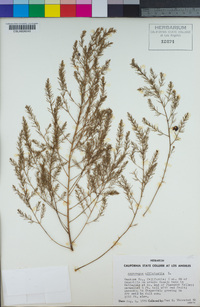 Asparagus officinalis image