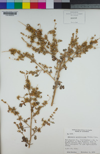 Ambrosia acanthicarpa image