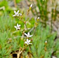 Image of Eremogone aculeata