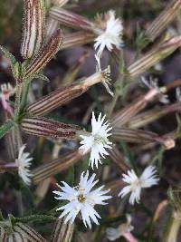 Image of Silene bernardina