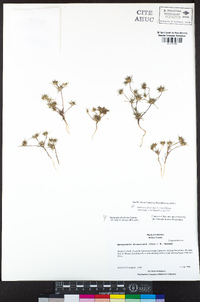 Navarretia divaricata image