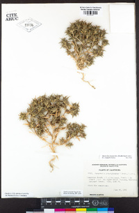 Navarretia atractyloides image