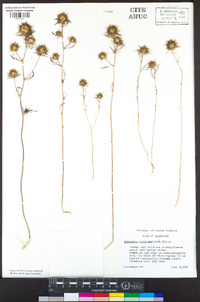 Navarretia pubescens image