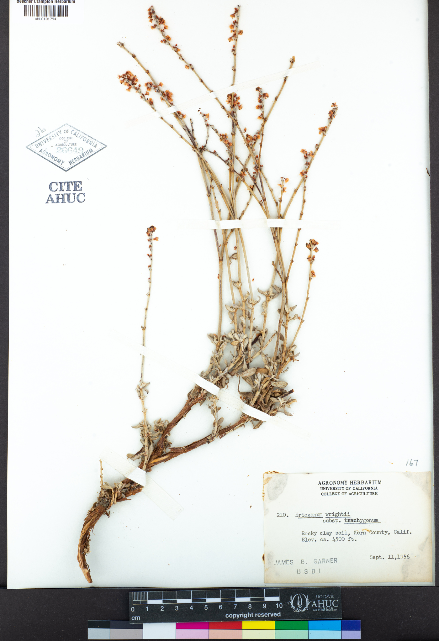 Eriogonum wrightii var. trachygonum image