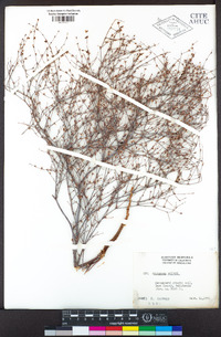 Eriogonum baileyi image