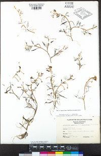 Ranunculus aquatilis var. diffusus image