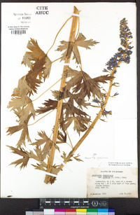 Delphinium glaucum image