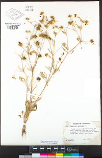 Ranunculus arvensis image