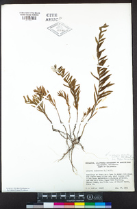 Linaria dalmatica subsp. dalmatica image
