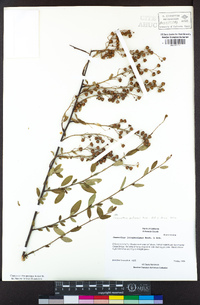 Ceanothus palmeri image