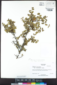 Rhamnus ilicifolia image