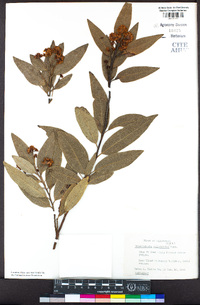 Umbellularia californica image