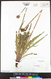 Agoseris grandiflora image