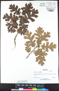 Quercus lobata image