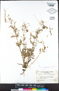 Erodium brachycarpum image